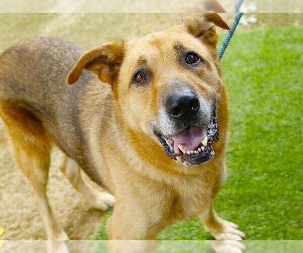 Medium Photo #1 German Shepherd Dog-Unknown Mix Puppy For Sale in Tallahassee, FL, USA