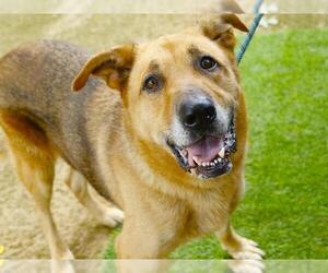 German Shepherd Dog-Unknown Mix Dogs for adoption in Tallahassee, FL, USA