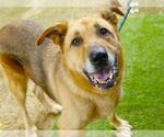 Small German Shepherd Dog Mix