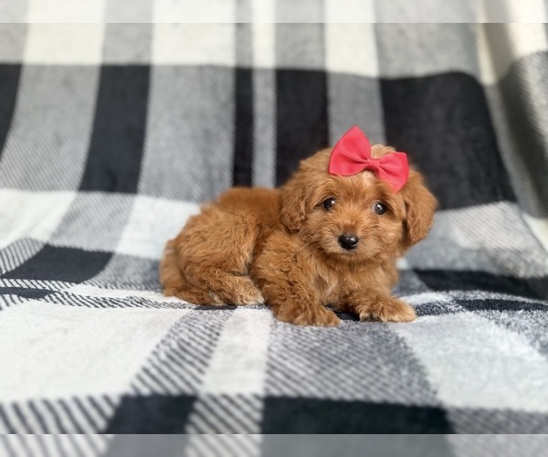 Medium Photo #4 Cockapoo (Miniature) Puppy For Sale in LAKELAND, FL, USA