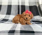 Small #3 Cockapoo (Miniature)