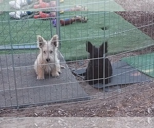 Scottish Terrier Litter for sale in BEND, OR, USA