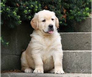 Golden Retriever Puppy for sale in FREDERICKSBG, OH, USA