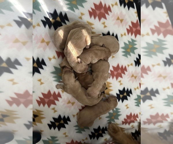Medium Photo #1 Golden Retriever Puppy For Sale in GLIDE, OR, USA