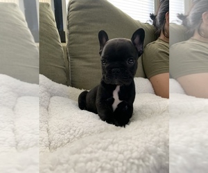 French Bulldog Puppy for sale in LAKELAND, FL, USA