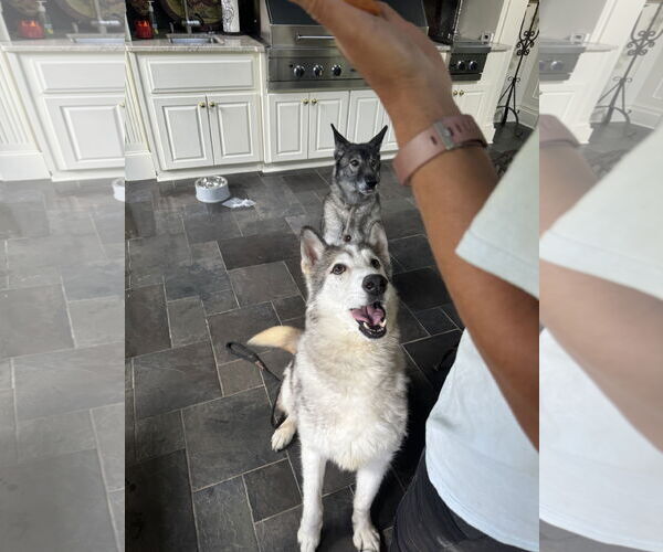 Medium Photo #3 Alusky Puppy For Sale in Cumming, GA, USA