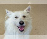 Small Photo #3 Akita-Huskies  Mix Puppy For Sale in Mundelein, IL, USA