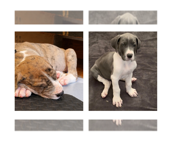 Medium Photo #1 Great Dane Puppy For Sale in BUCYRUS, MO, USA