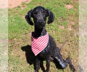 Poodle (Standard)-Unknown Mix Dogs for adoption in Rockaway, NJ, USA