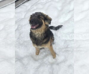 German Shepherd Dog Mix Dog for Adoption in Thomasville, North Carolina USA