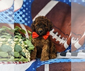 Cock-A-Poo Puppy for sale in OXFORD, PA, USA