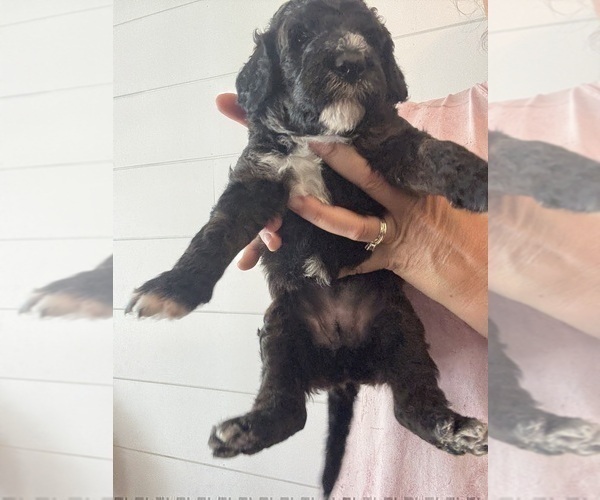 Medium Photo #50 Bernedoodle Puppy For Sale in MOULTON, AL, USA