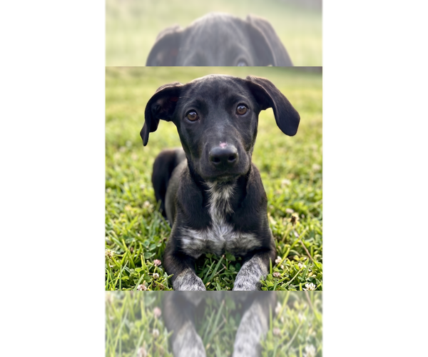 Medium Photo #1 Labrador Retriever-Unknown Mix Puppy For Sale in Grovertown, IN, USA