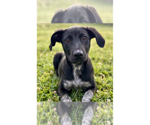 Labrador Retriever-Unknown Mix Dogs for adoption in Grovertown, IN, USA