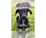 Small Labrador Retriever Mix