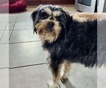 Small #3 Maltese Mix