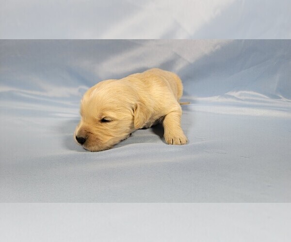Medium Photo #19 Golden Retriever Puppy For Sale in BLACK FOREST, CO, USA