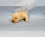 Small #8 Golden Retriever