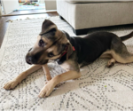 Small #13 Mutt