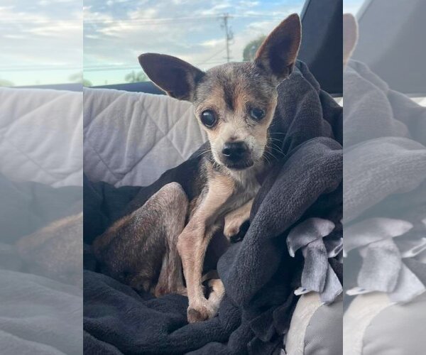 Medium Photo #1 Chihuahua Puppy For Sale in  Ramona, CA, USA