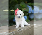 Puppy June English Cream Golden Retriever