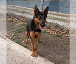 Small #1 German Shepherd Dog Mix