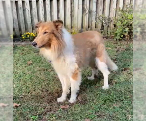 Medium Photo #1 Collie Puppy For Sale in Chantilly, VA, USA