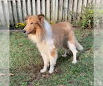 Small Collie
