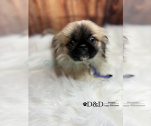 Pekingese Puppy for sale in RIPLEY, MS, USA