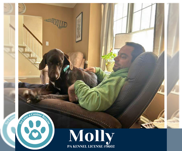 Medium Photo #4 German Shorthaired Pointer-Unknown Mix Puppy For Sale in Kimberton, PA, USA