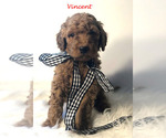 Small Photo #26 Goldendoodle Puppy For Sale in DEMOPOLIS, AL, USA