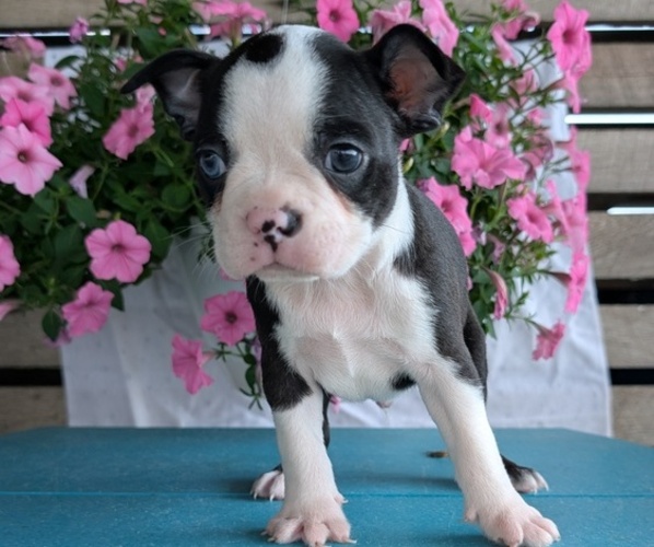 Medium Photo #33 Boston Terrier Puppy For Sale in GOSHEN, IN, USA