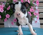 Small Photo #33 Boston Terrier Puppy For Sale in GOSHEN, IN, USA