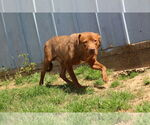 Small #2 American Staffordshire Terrier Mix