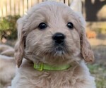 Puppy Mr Light Green English Cream Golden Retriever-Poodle (Toy) Mix