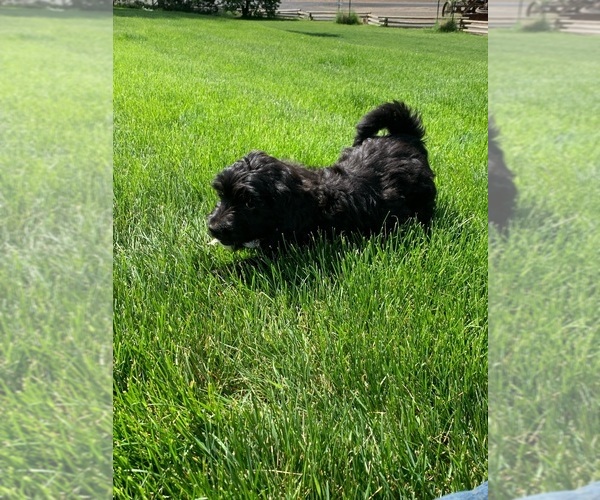 Medium Photo #2 Pyredoodle Puppy For Sale in PRESCOTT, WA, USA