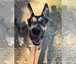 Gerberian Shepsky Dogs for adoption in Polson, MT, USA
