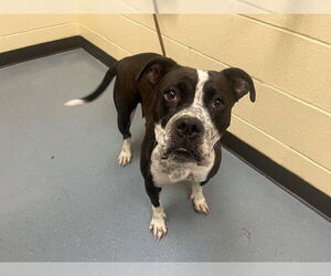 Medium American Pit Bull Terrier Mix