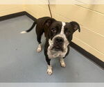 Small American Pit Bull Terrier Mix