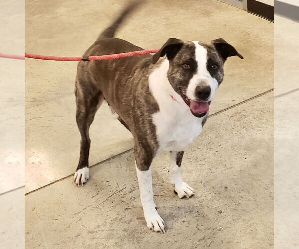 Medium Photo #6 Mountain Cur-Unknown Mix Puppy For Sale in Batavia, OH, USA