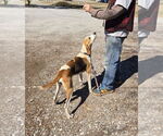 Small #9 Mutt
