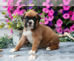Small #3 Boxer