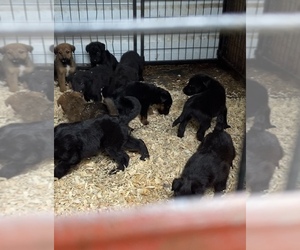 Airedale Terrier-Border Collie Mix Puppy for Sale in COLTON, Oregon USA