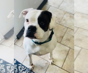 Boxer Dogs for adoption in SOUTHFIELD, MI, USA
