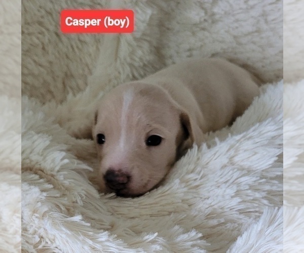 Medium Photo #2 Dachshund Puppy For Sale in SALISBURY, NC, USA