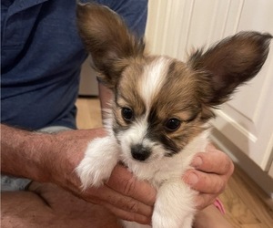 Papillon Puppy for sale in SILVER LAKE, KS, USA