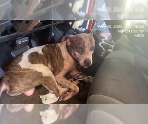American Pit Bull Terrier-Unknown Mix Dogs for adoption in Ocala, FL, USA
