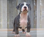 Small Photo #15 American Bully Puppy For Sale in LOS ANGELES, CA, USA