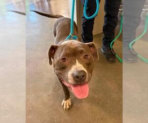 Dorian-Diamond Dog! $75 Adoption Fee! - Male Olde Bulldog Dog for Adoption - Photo #2