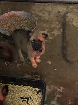Medium Photo #17 Belgian Malinois-Dutch Shepherd Dog Mix Puppy For Sale in BRIGHTON, TN, USA